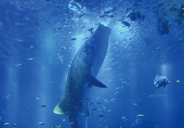 のとじま水族館